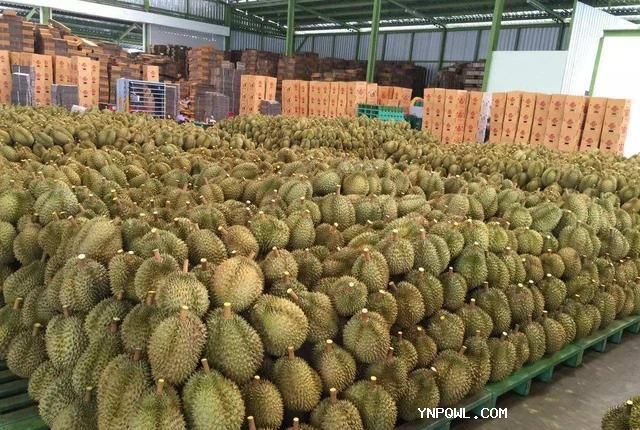 通過中老鐵路運輸榴蓮發(fā)運回國